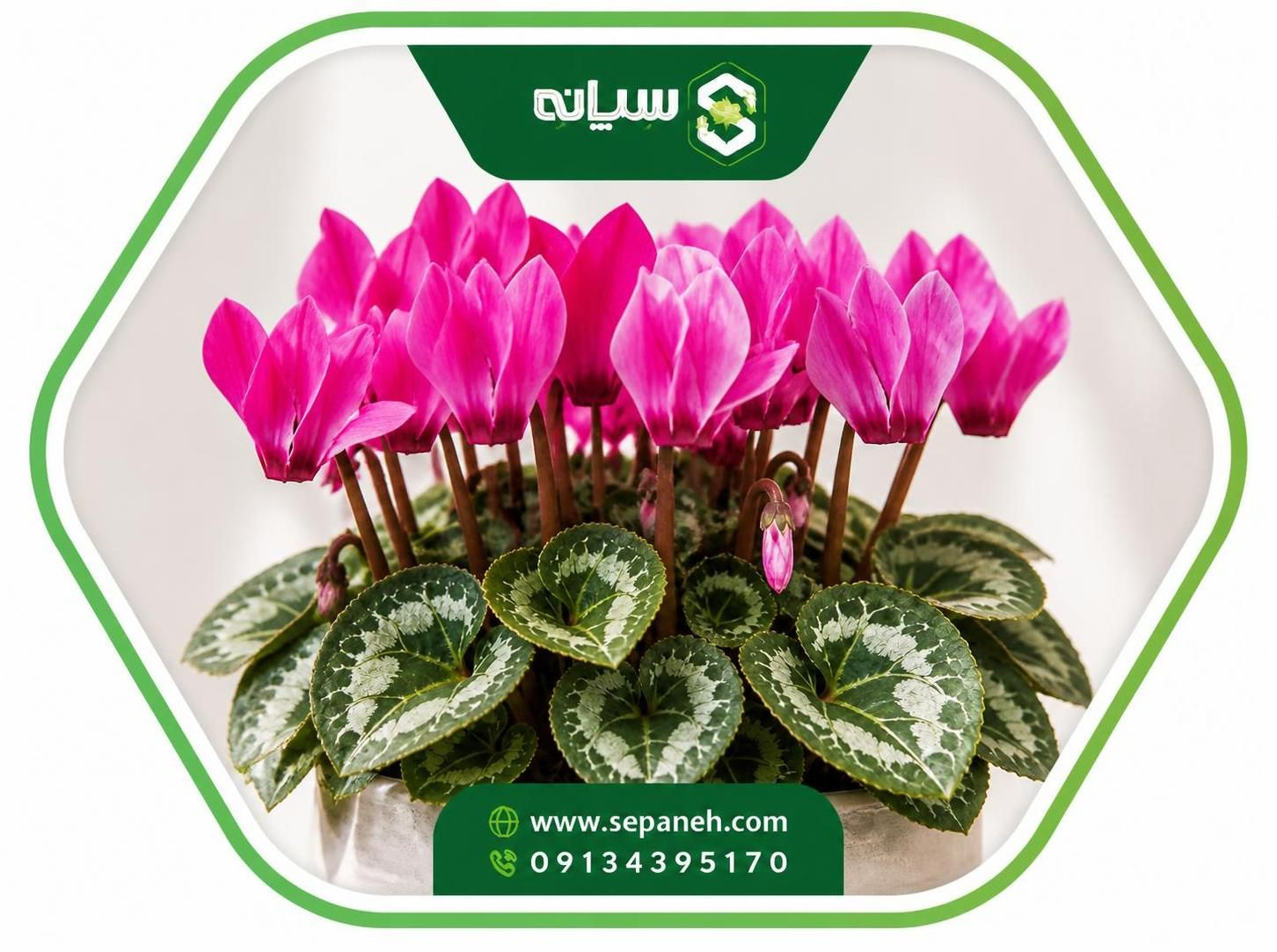 معرفی گیاه سیکلامن و شرایط نگهداری آن